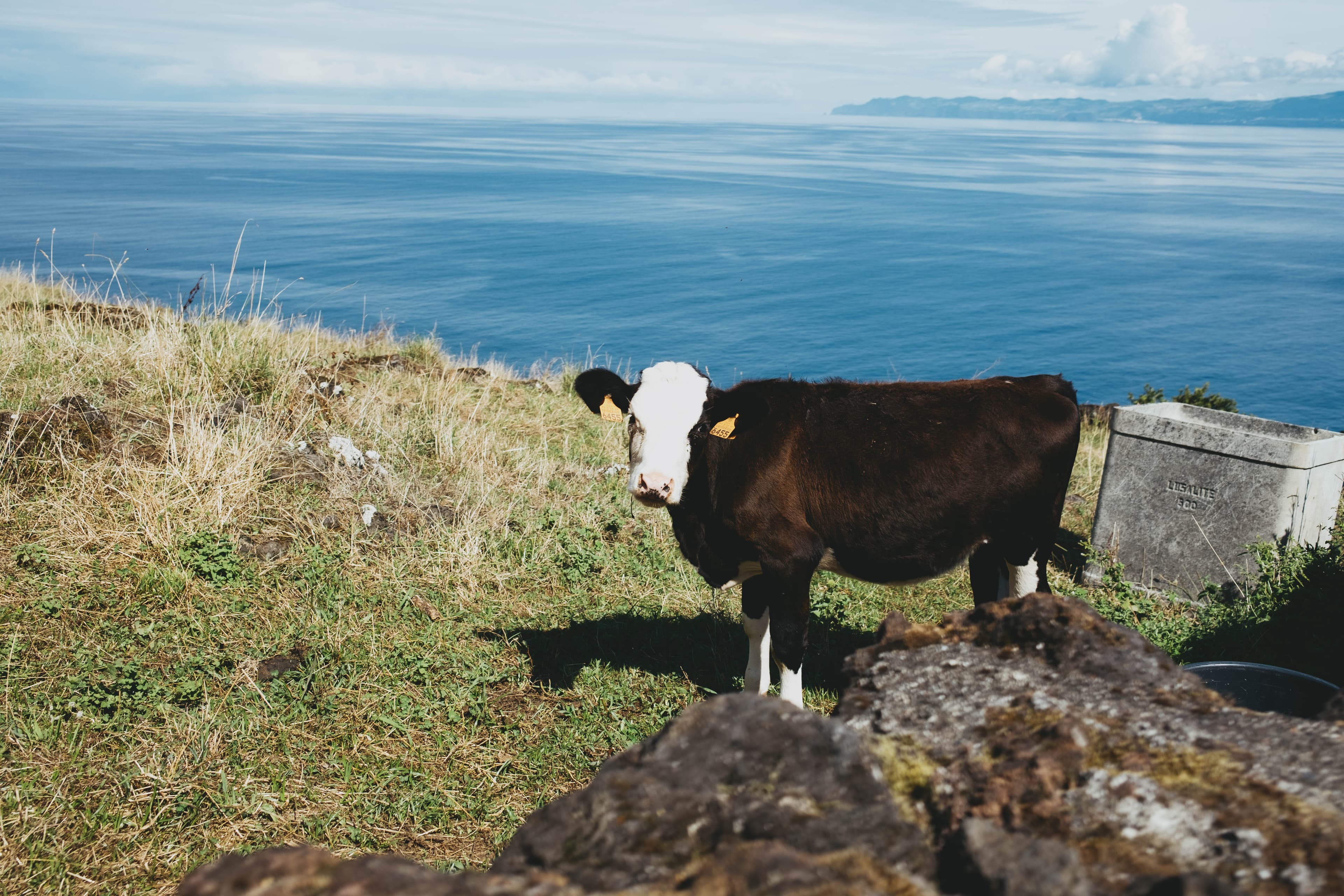 Black and white dairy cow grazing on clifftop pasture overlooking the blue Atlantic Ocean on Pico Island, Azores, with neighboring islands visible in the distance and volcanic rocks in the foreground