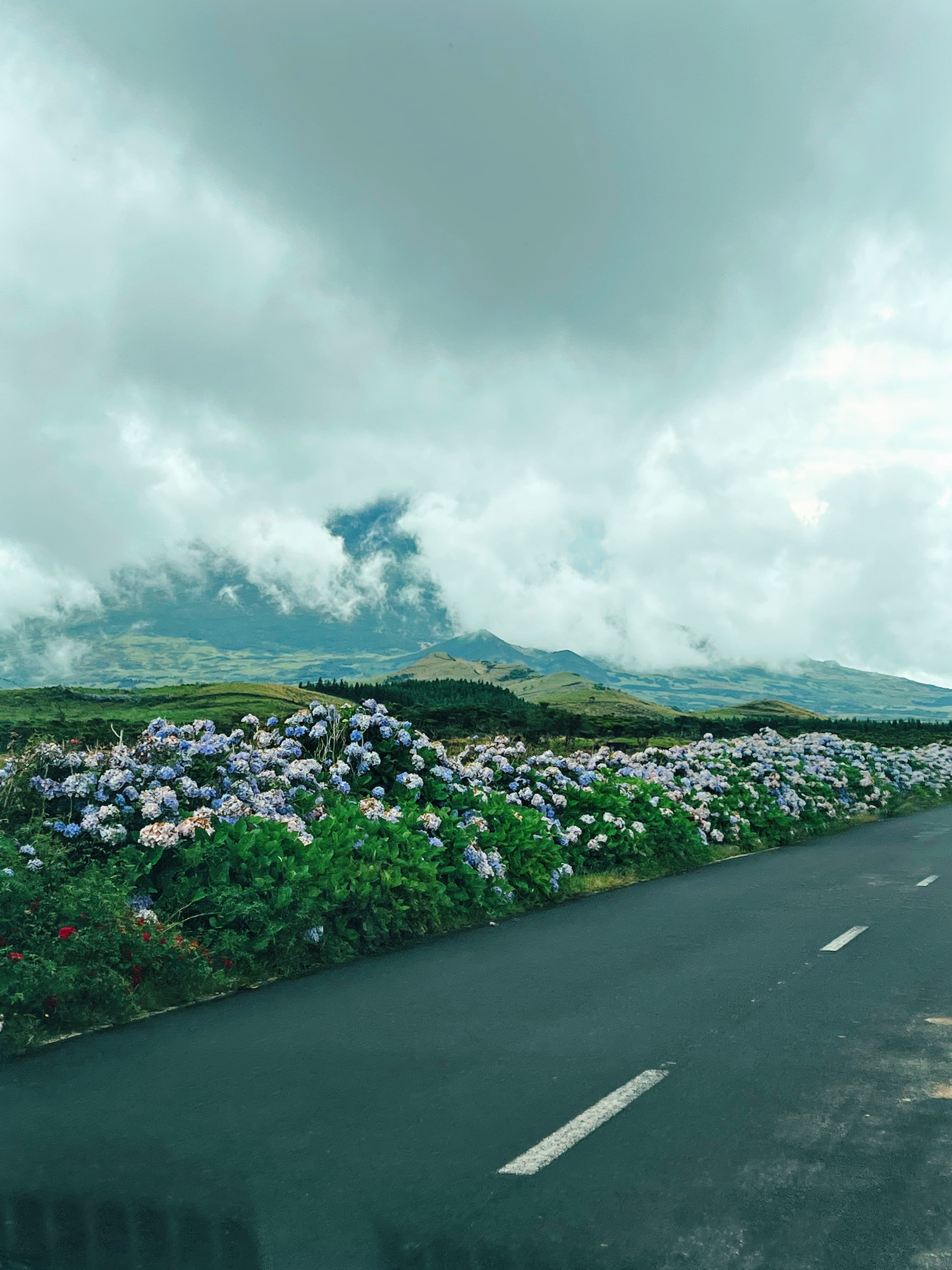 Rural road in the Azores lined with masses of blooming blue and white hydrangeas stretching along the roadside. The asphalt road with white center lines curves through the lush countryside toward rolling green hills and volcanic peaks shrouded in dramatic low-hanging clouds. Dense forests of dark conifers cover the middle slopes while pastoral fields spread across the valleys. The moody sky creates a quintessential Azorean atmosphere with its mix of clouds and mist enveloping the mountainous terrain.