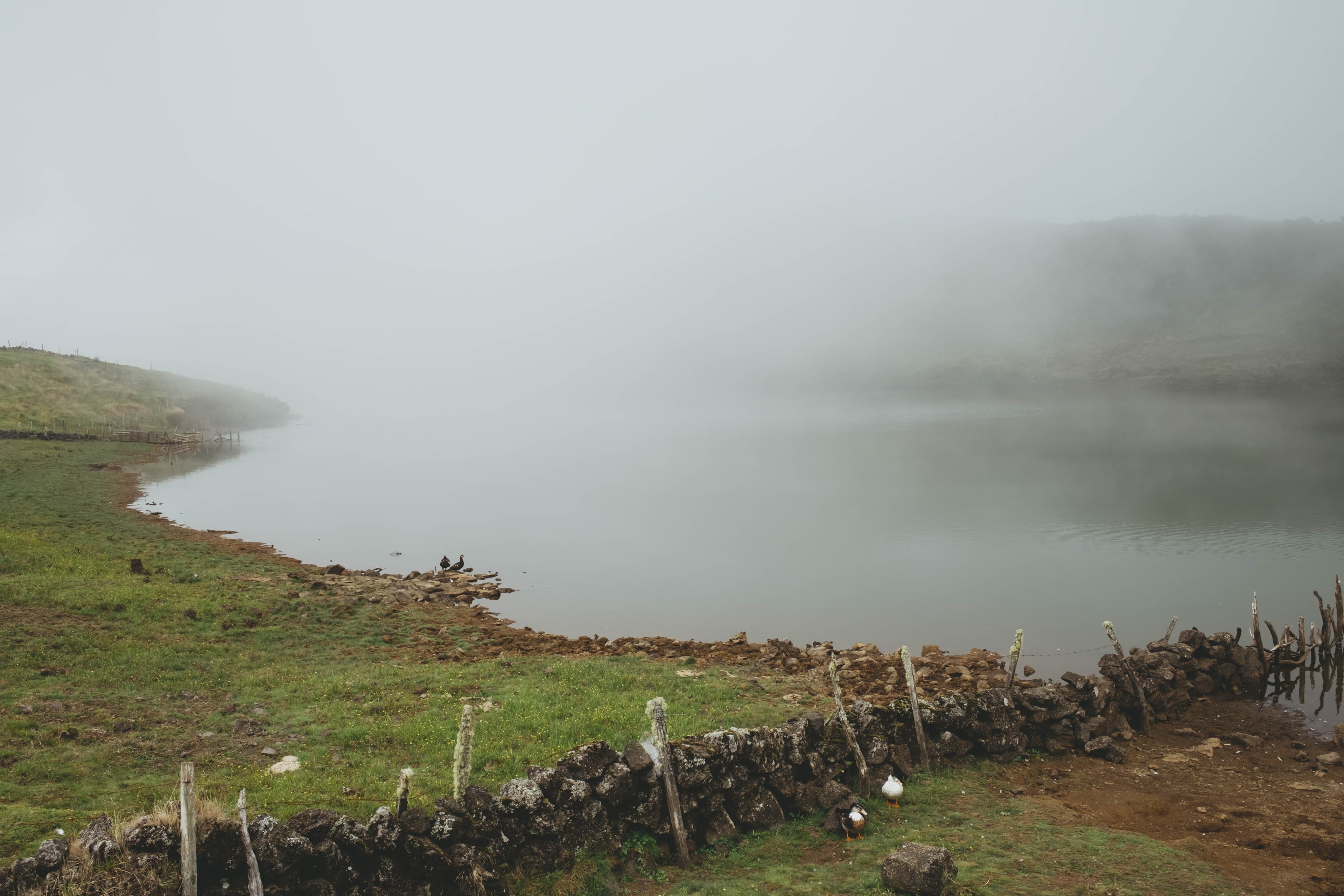 Misty crater lake in the Azores shrouded in thick fog, with rolling green hills partially visible through the clouds. Traditional stone walls with wooden fence posts divide pastoral fields in the foreground, where a few white birds can be seen on the ground. The volcanic lake's still waters reflect the overcast sky, creating an ethereal atmosphere typical of the Azores' high-altitude caldera landscapes. The scene captures the islands' characteristic blend of dramatic geology and rural farming traditions.