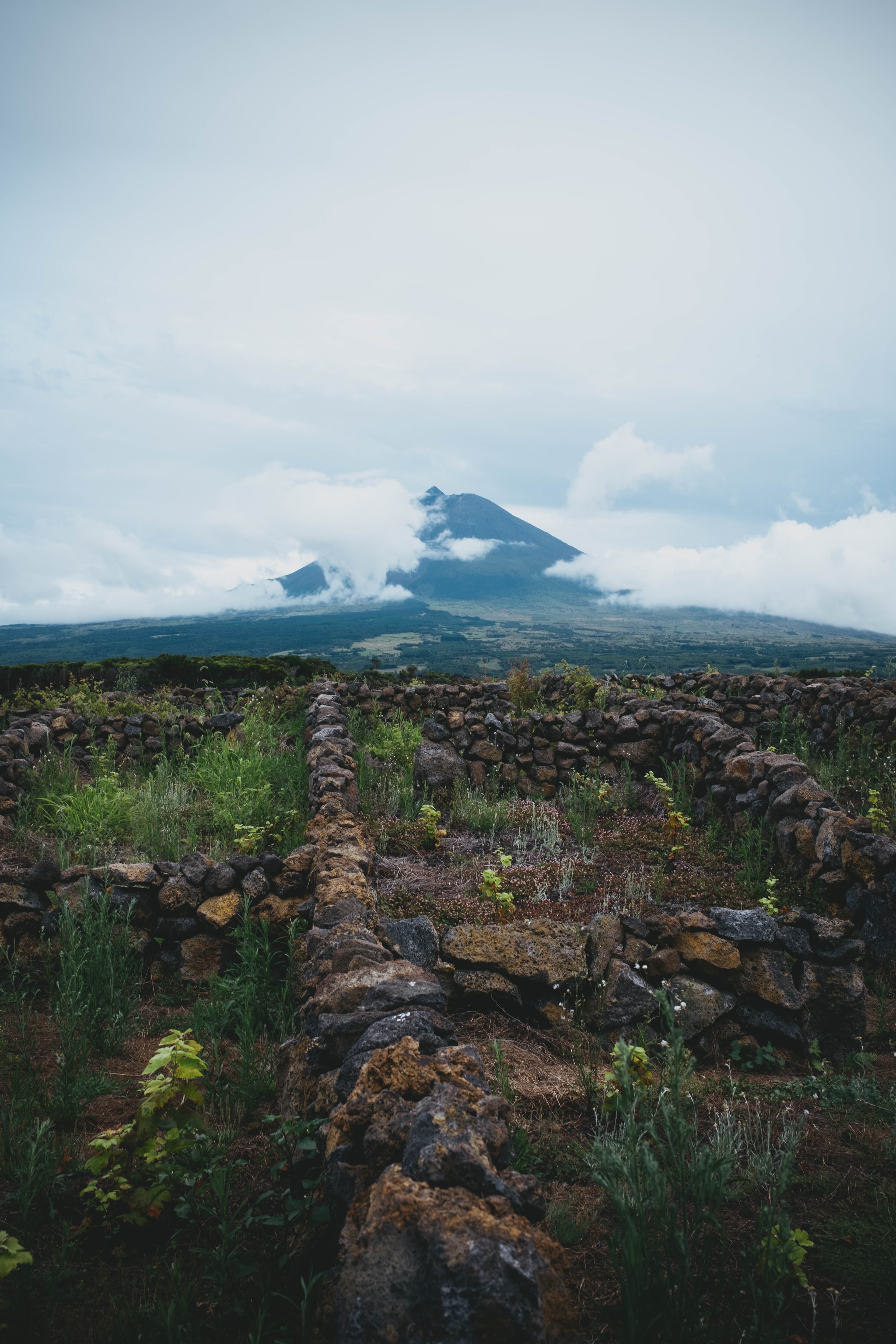 Stone walls and grape vines within them, with a cloud-wrapped volcanic peak rising in the distance under gray skies