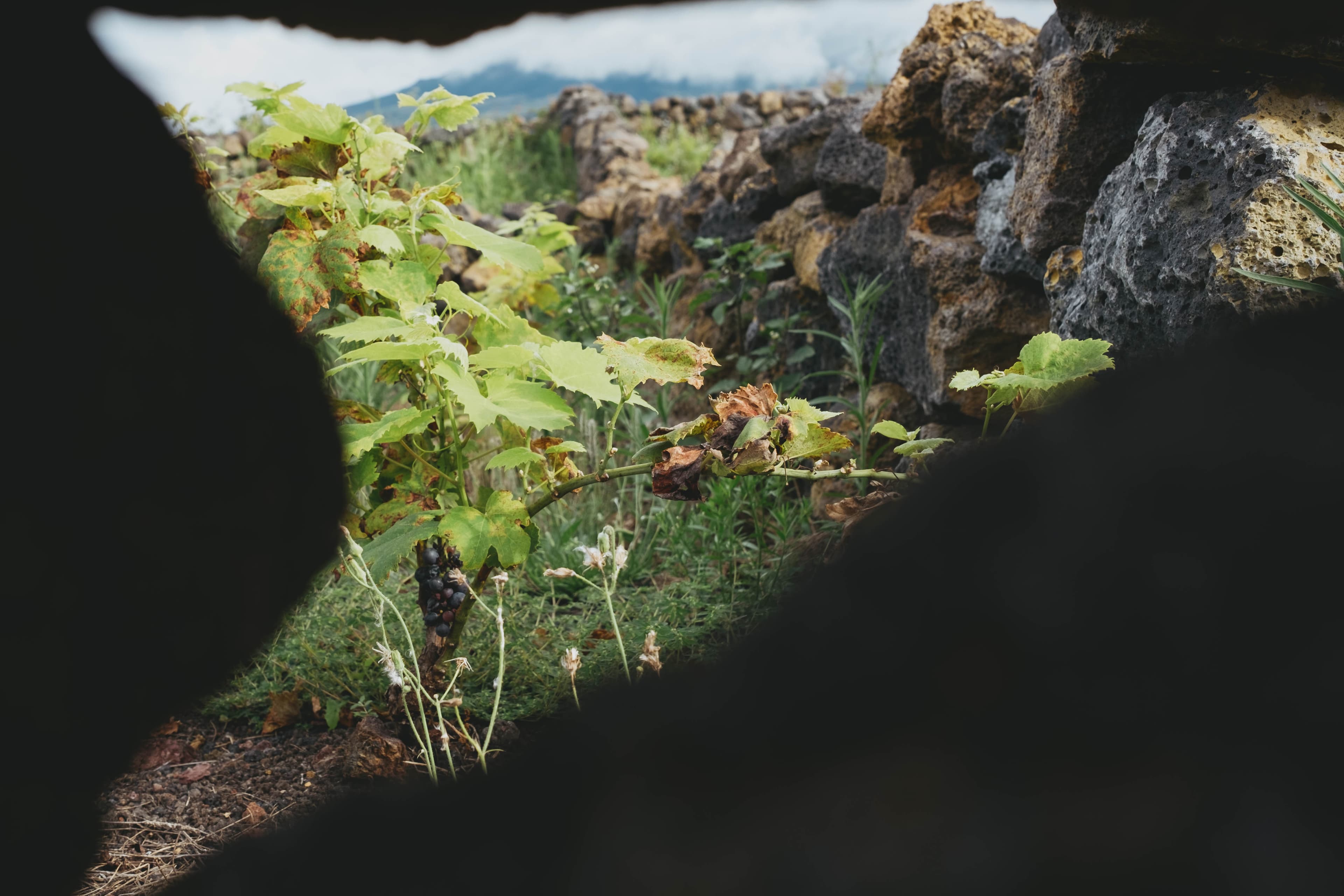 Grapevines growing between volcanic stone walls in the unique terroir of Azores Wine Company, with clusters of dark grapes visible among the autumn-colored leaves